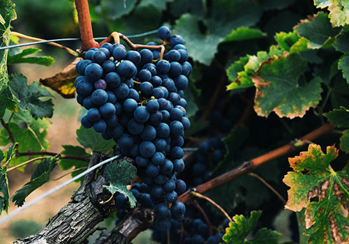 fr_grapes_alasdair-elmes-QTgOjDCiJEo-unsplash