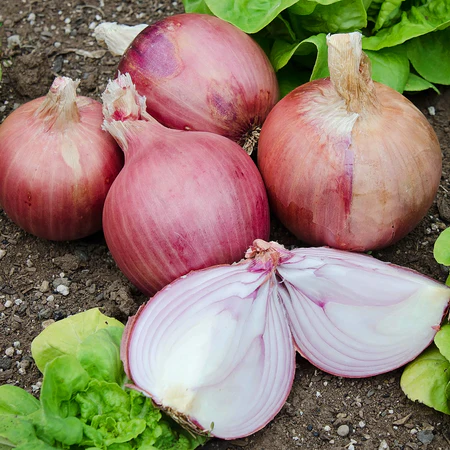 onion_blush_ON550_d9ceadd9-0f4f-4e1b-9538-40095e629881_450x