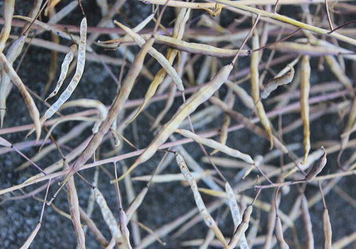 Kale Seeds