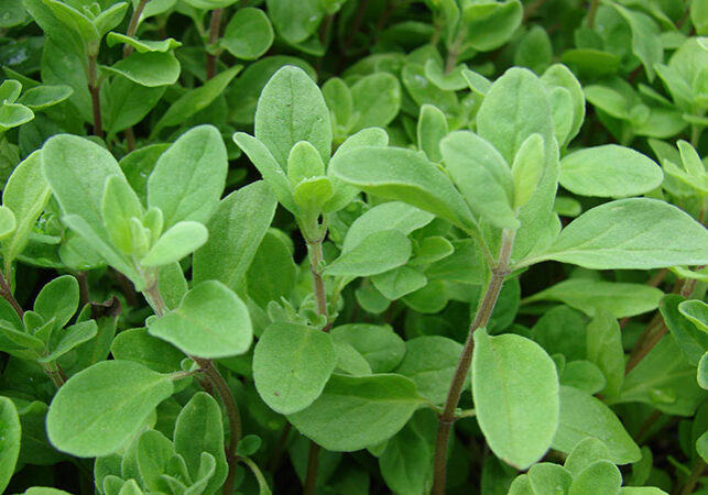 marjoram herb leaves