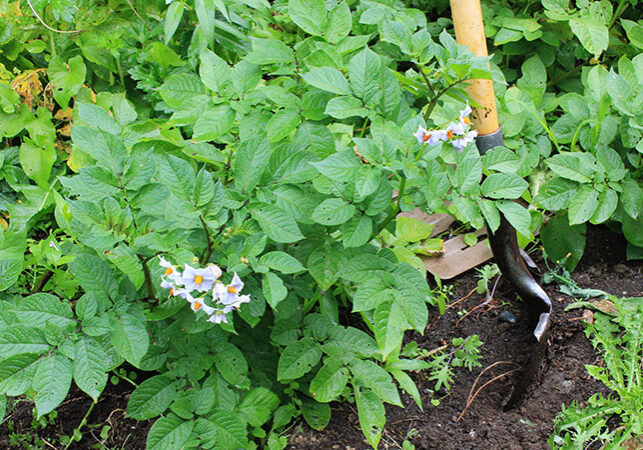 potato plants blooming