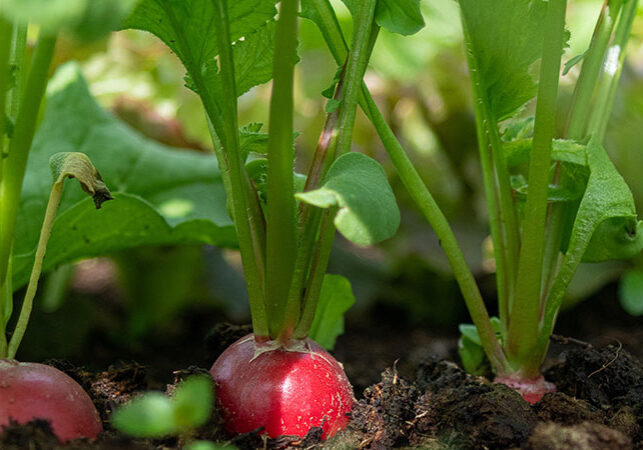 radishes growing in a row