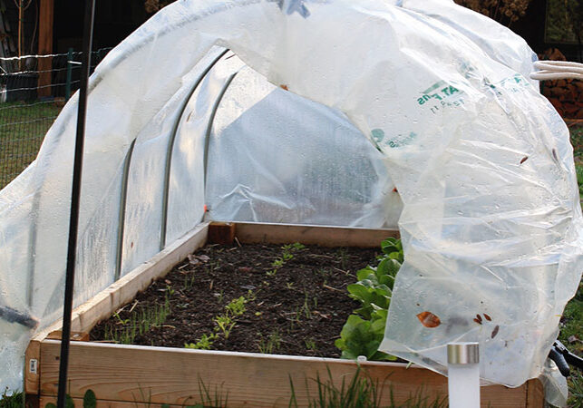 vegetables grown under a protective cover in spring