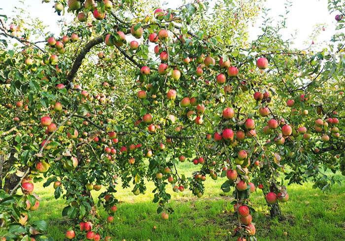 f_appleTree_orchard_spr_700x500_apple-693971_1920